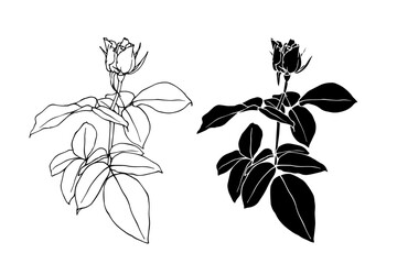 Botanical sketch, silhouette, stamp of flowers and rose buds. Vector graphics.