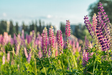 Obraz premium Lupinus polyphyllus blooming in a meadow during summer sunset