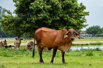 Beef cattle breeder, american brahman red. Brahman adult red color bull, grazing in the farmland