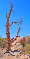 A dead tree amongst the boulders at Granite Dells, Prescott, Arizona