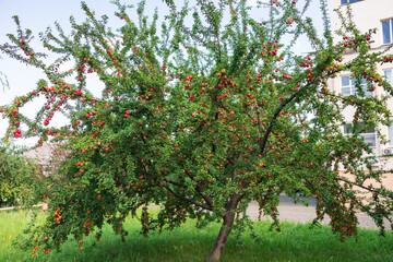 plum tree with ripe bright purple plums