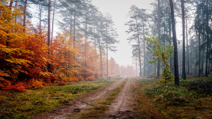 Mglisty  jesienny poranek w lesie na Mazurach. © Janusz Lipiński