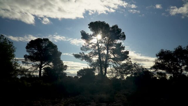Silhouette of a tree in a forest ina windy morning. Real time video.