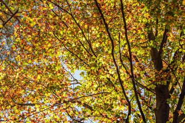 Colorful autumn foliage stands out against a clear blue sky, creating a stunning scene