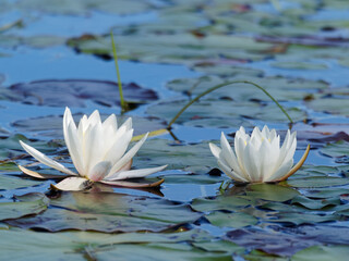 White water lilies on a lake