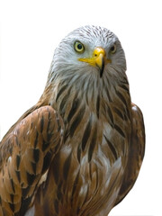 eagle (milvus milvus) isolated on white background