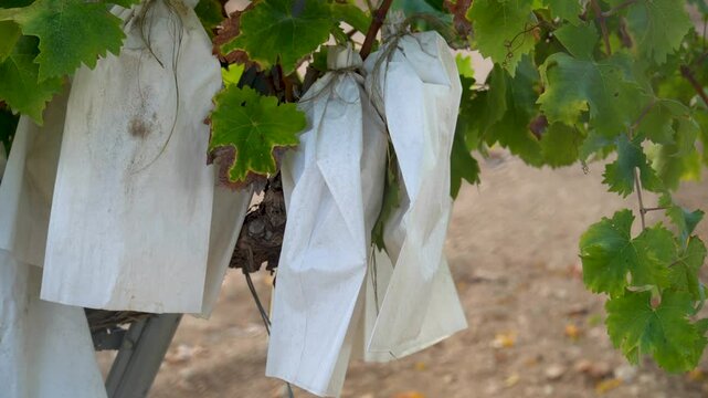 Sweet grapes protected in paper bags ripening on the vineyard. Real time video.