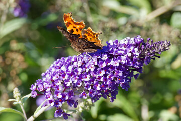 Comma butterfly (Polygonia c-album) perched on summer lilac in Zurich, Switzerland