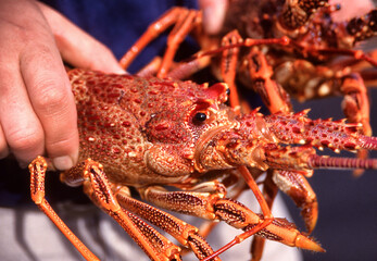 Pair southern rock lobster(Jasus edwardsii) being held in hands