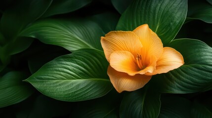 An orange flower with soft, wavy petals surrounded by vibrant, glossy green leaves captures the essence of natural grace and tranquility in a picturesque setting.
