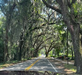 Tree covered road