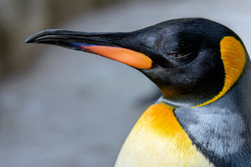 Profile close-up of a King Penguin