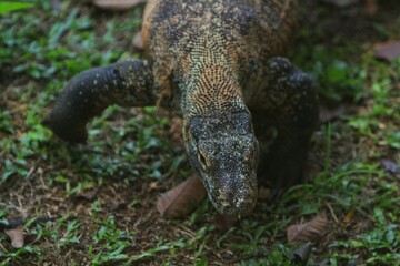 a Komodo dragon roaming the grass in the morning