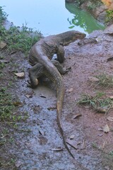 a salvator lizard crawling towards the puddle in the morning