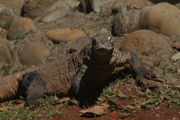 a Komodo dragon hunting on the rocks in the morning while observing the surroundings
