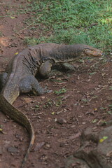 a salvator lizard crawling in the grass in the morning while looking back