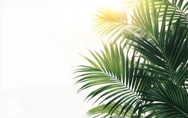Fototapeta premium Bright green palm leaves illuminated by sunlight against a light backdrop in a tropical setting