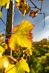 Obraz premium A Vibrant Yellow Grape Leaf in a Picturesque Autumn Vineyard Captured Beautifully