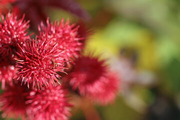 Naklejka premium toxic plant, ricinus communis, or castor oil plant