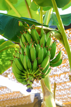 Green bananas hanging on a tree with leaves in background