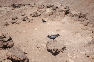 Ravens in the rugged terrain of Fuerteventura, Spain