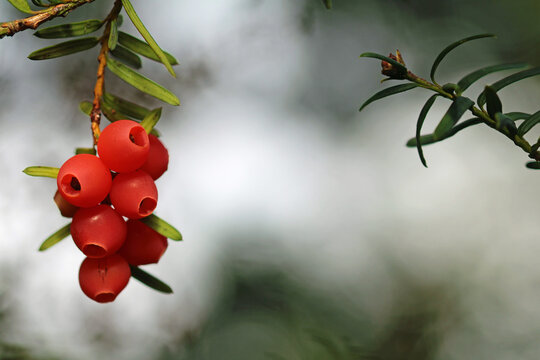 Branch with needles and aril of the Japanese yew