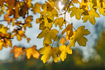 Vibrant Yellow Autumn Leaves Gracefully Against a Soft, Blurred Background for Impact