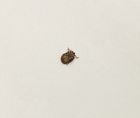 Ixodes ricinus, the castor bean tick, is a chiefly European species of hard-bodied tick. Female.