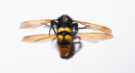 The mammoth wasp (Megascolia maculata) is a species of wasp belonging to the family Scoliidae in the order Hymenoptera. Scolia Male.