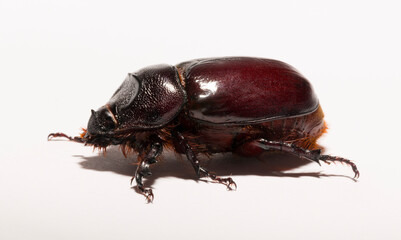 European rhinoceros beetle (Oryctes nasicornis) is a large flying beetle belonging to the subfamily Dynastinae. Imago, a female insect.