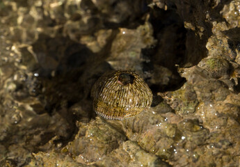 Tetraclita squamosa - Thatched barnacle. Balanus (Balanomorpha) is a genus of barnacles in the family Balanidae of the subphylum Crustacea.