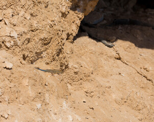 Trachylepis quinquetaeniata scharica - Five-lined mabuya, rainbow skink. Female. Fauna of the Sinai Peninsula.