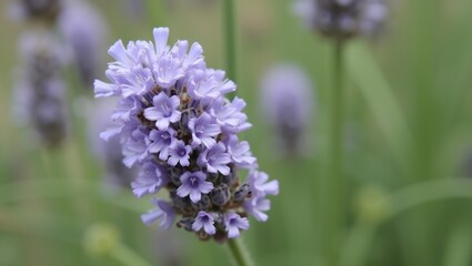 Fototapeta premium Soft purple lavender blossoms with velvety petals and green leafy background
