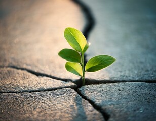 green plant growing out of crack in concrete perseverance concept