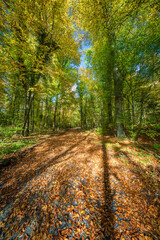 Naklejka premium A Beautiful Autumn Pathway Covered Generously in a Variety of Colorful Leaves and Scenery