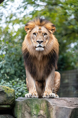 Obraz premium portrait of a lion