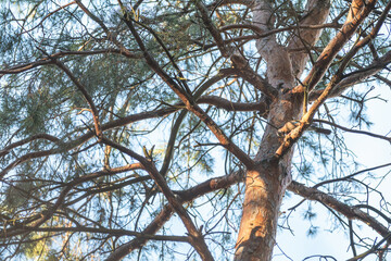 Squirrel climbing on a pine tree branch on a sunny day