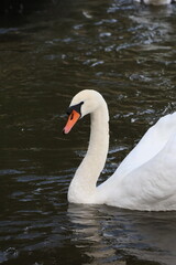white swan on the water