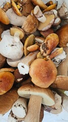 mushrooms on the market