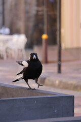 A magpie with fierce expression advancing during summer in city setting