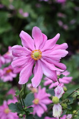 Obraz premium close up of pink flower