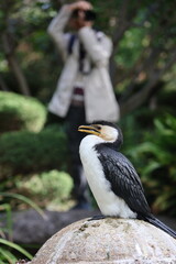 A photographer in the background taking a picture of a little pied cormorant on a stone pedestal within a city garden