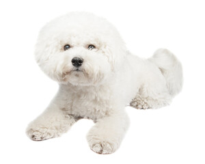 Bichon Frise puppy. Dog isolated on a white background. White dog.