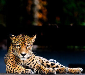 Amazon Jaguar