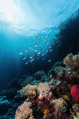 Obraz premium coral reef