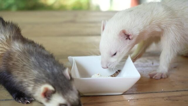 Two playful ferrets are eating on a wooden table. One eats from a bowl, and the other constantly tries to look into the bowl with food.
