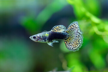 Poecilia reticulata - Dragon Guppy