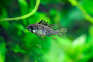 Mikrogeophagus Ramirezi - Black Ram - Dark Knight Ram
