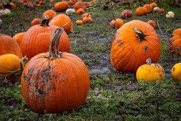 Pumpkin patch