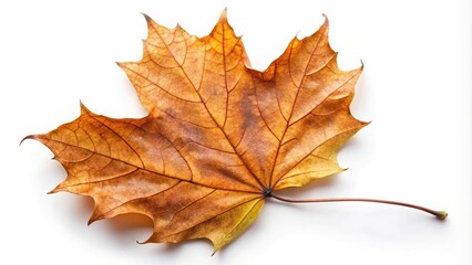 Fototapeta premium Ventral side of dried brown autumn maple leaf isolated on white background